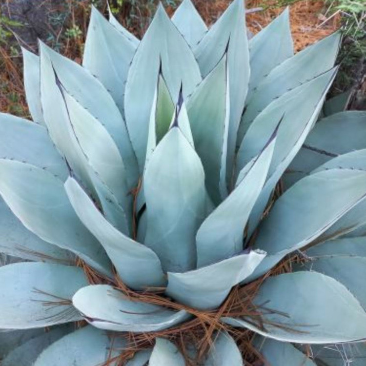 Agave Seeds | Plant World Seeds