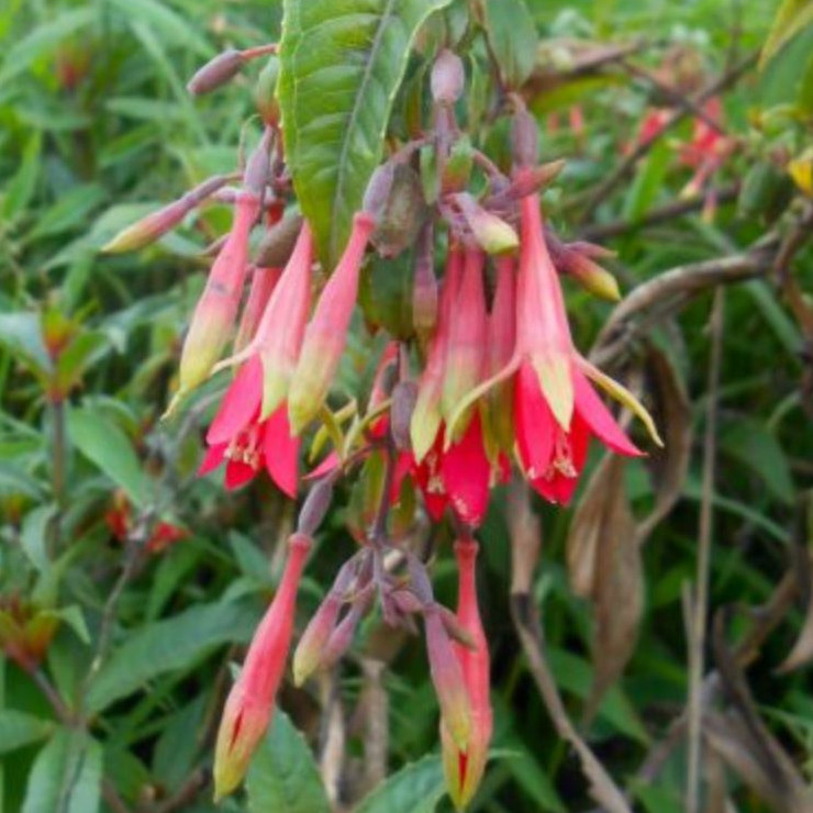 Fuchsia Sessilifolia Seeds | Exotic Tree & Shrub Seeds | Plant World Seeds