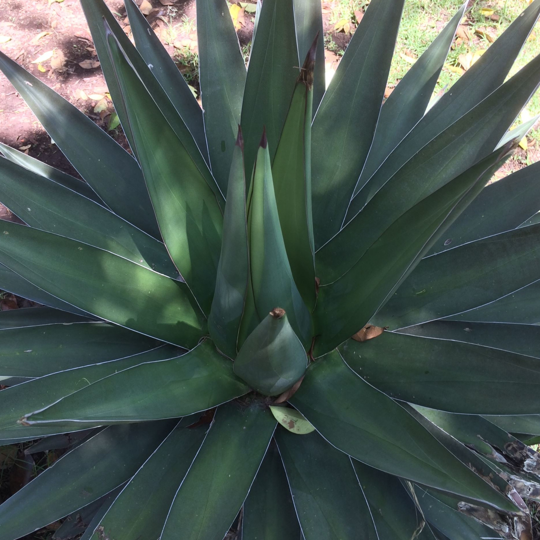 Agave Triangularis Seeds