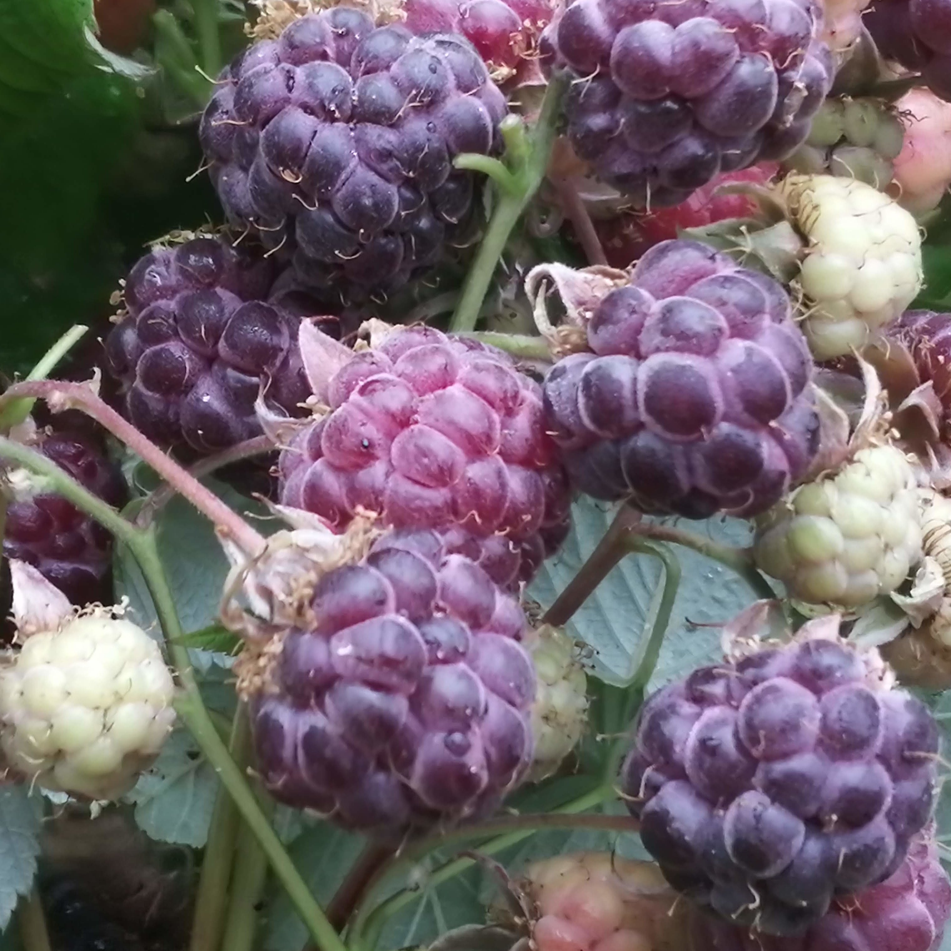 Raspberry Amethyst Seeds | Edible Berry Seeds | Plant World Seeds