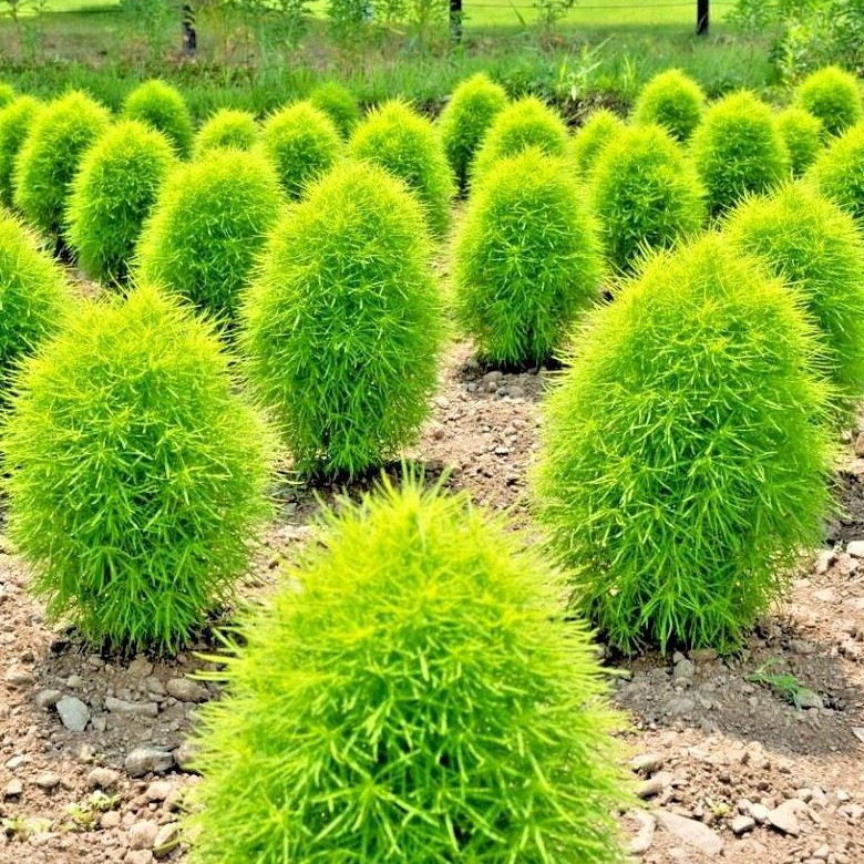 Kochia Scoparia Seeds Annual Flower Seeds Plant World Seeds